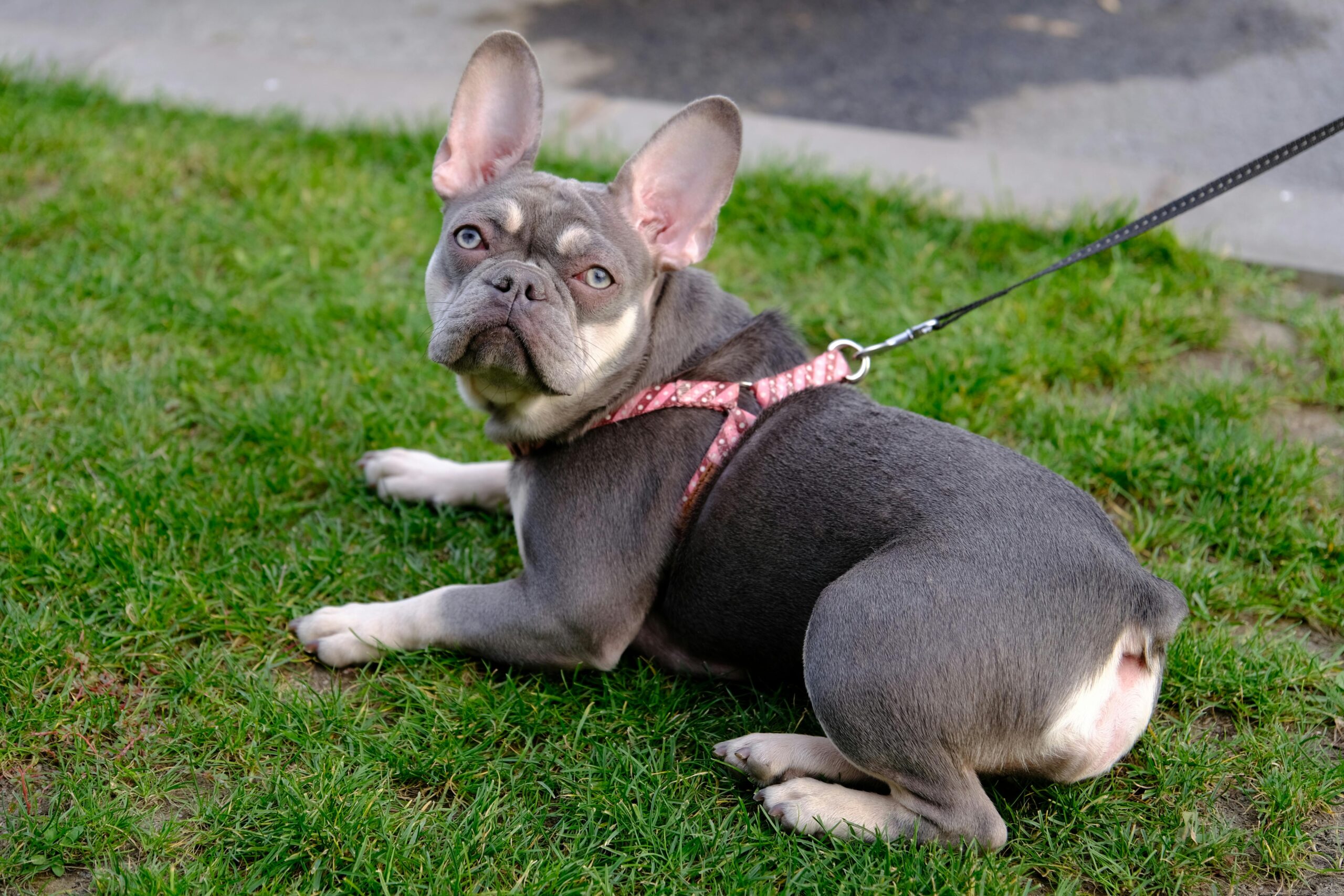 French Bulldog with leash lying on green grass outdoors, looking up.