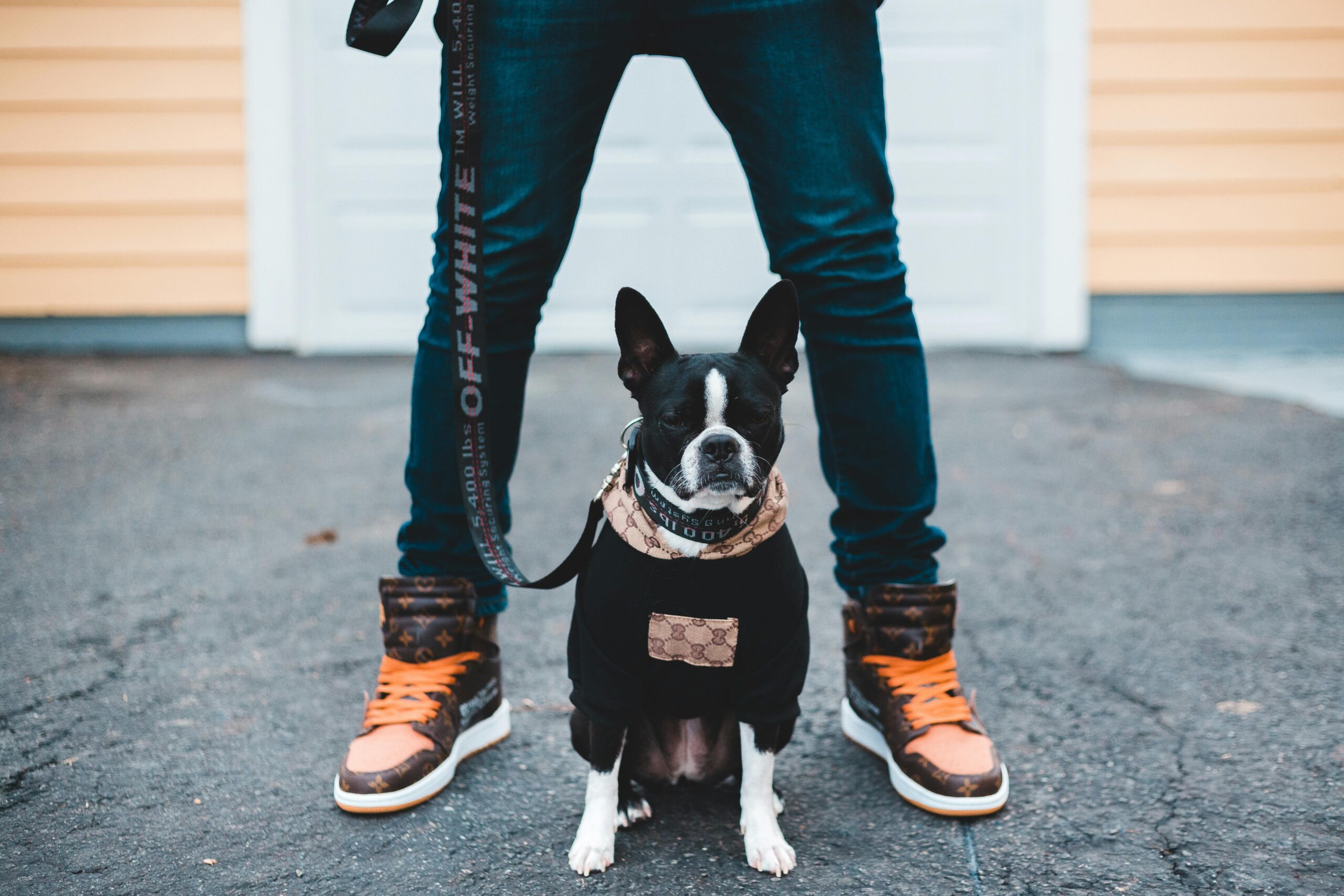 A fashionable French Bulldog wearing designer clothing stands with its owner outdoors.