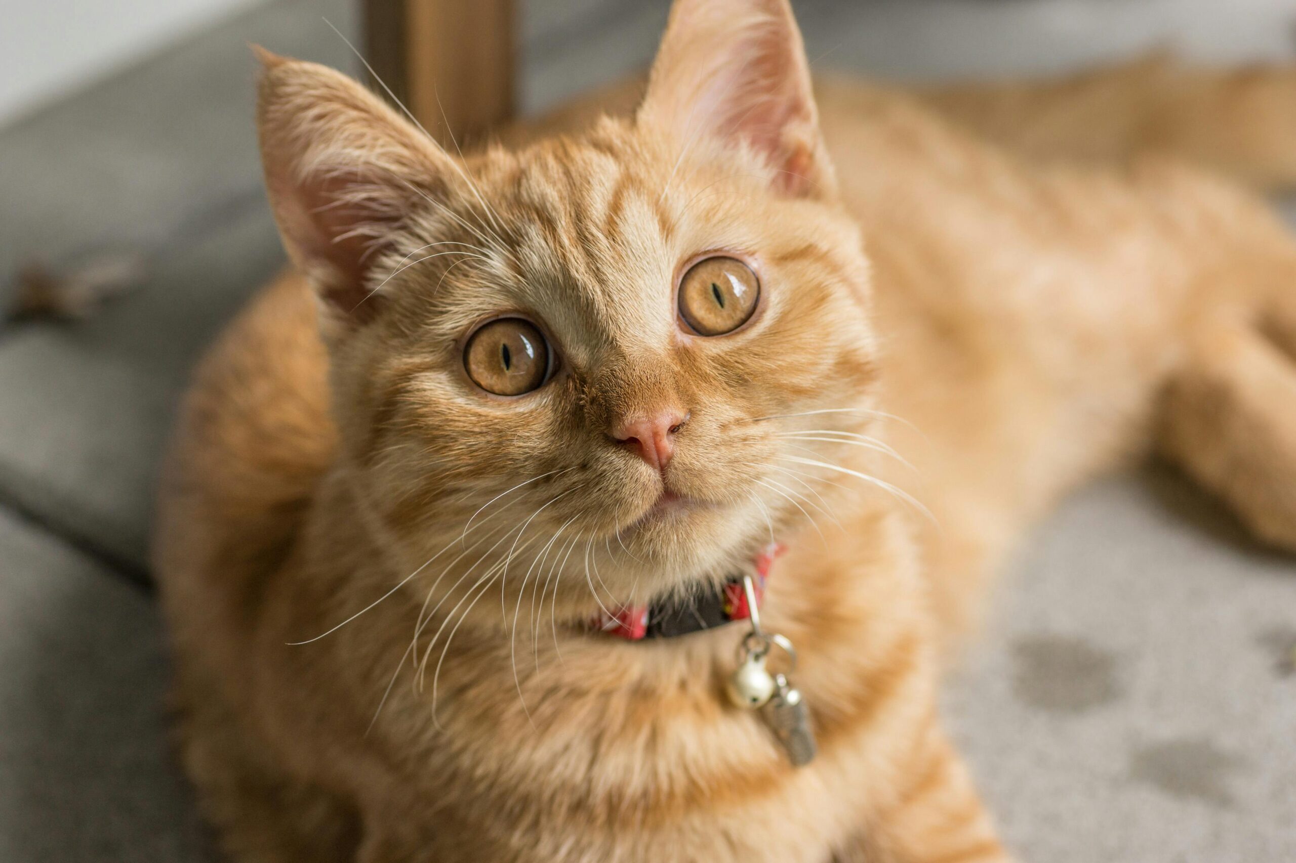 Charming orange tabby cat with bright eyes resting comfortably inside, showcasing its playful and curious nature.