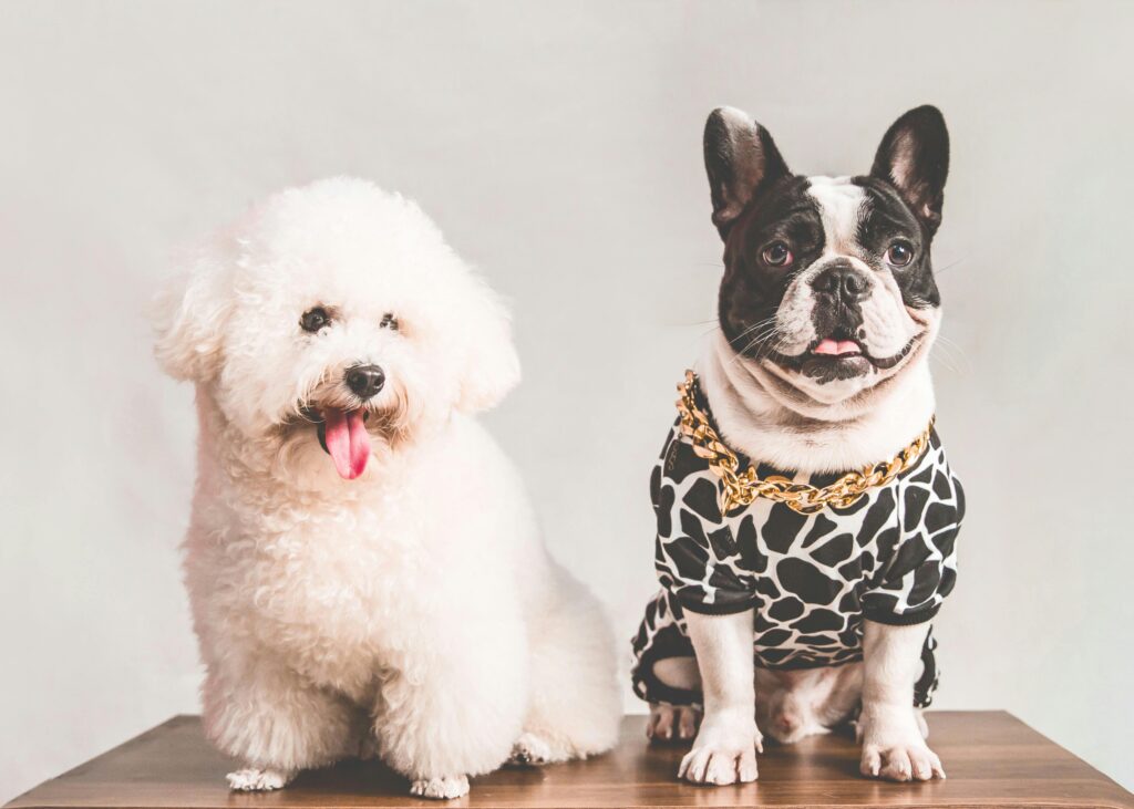 Charming Bichon Frise and stylish French Bulldog captured in a studio setting.