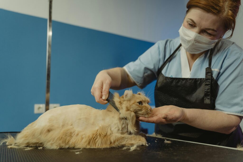 cat being groomed at home with a brush by owner
